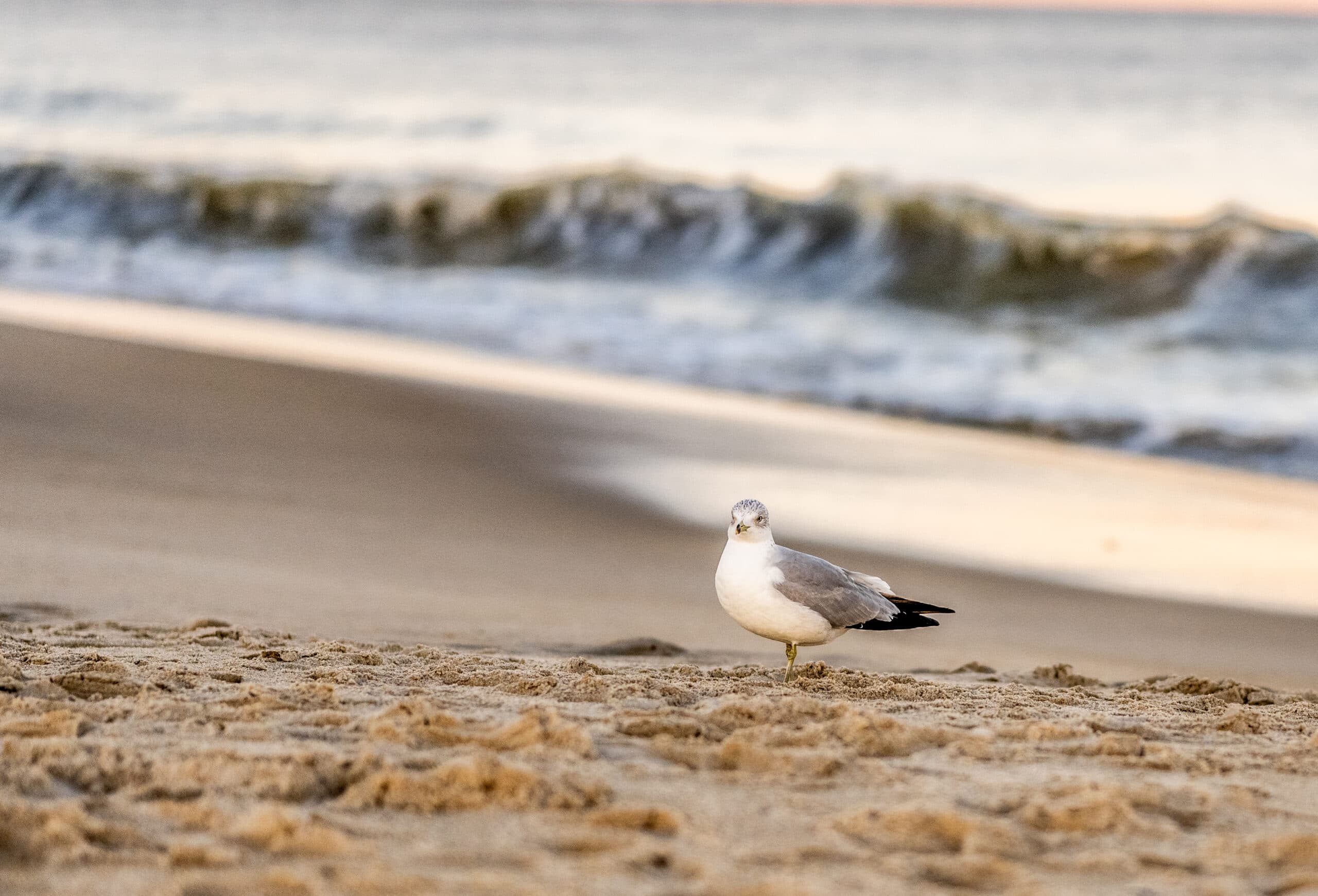 Sandpiper highlight 6