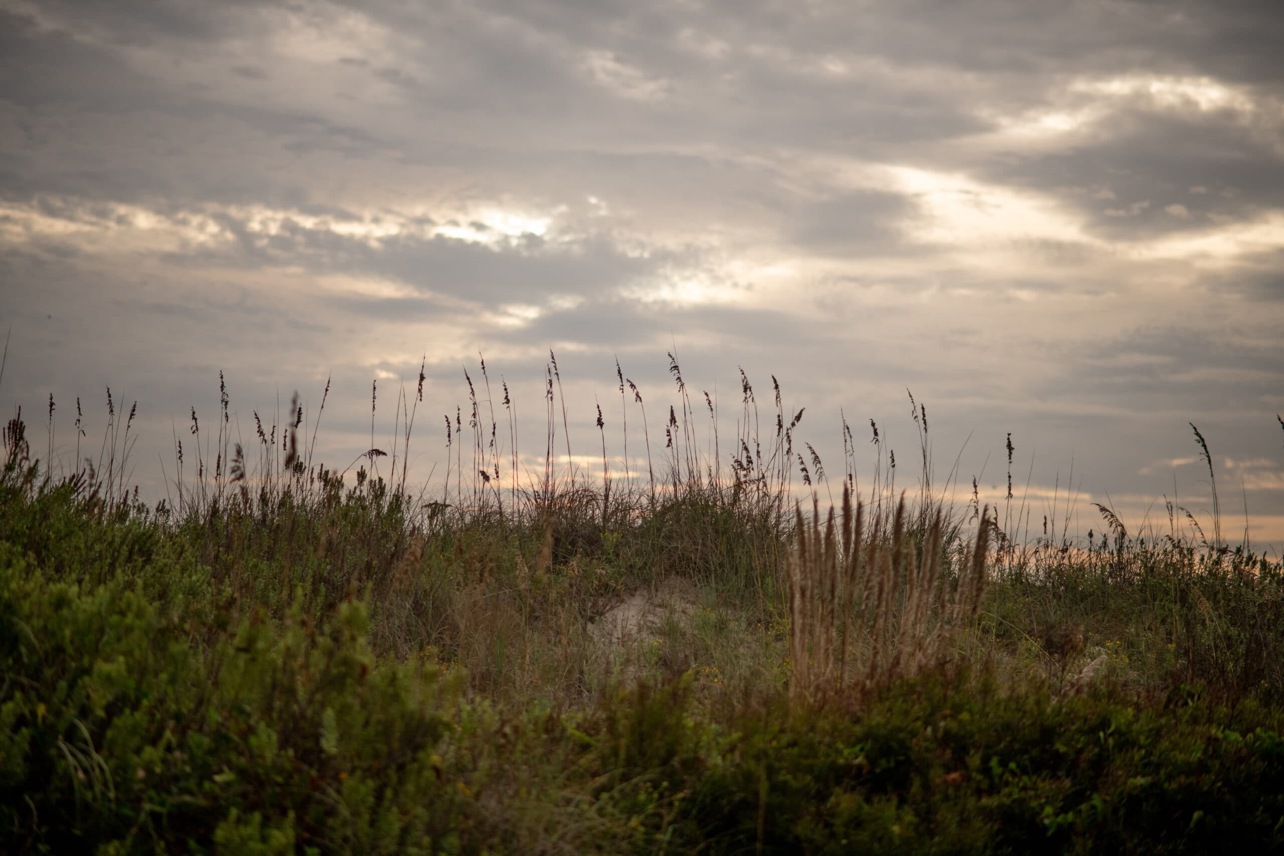 Sandpiper highlight 5