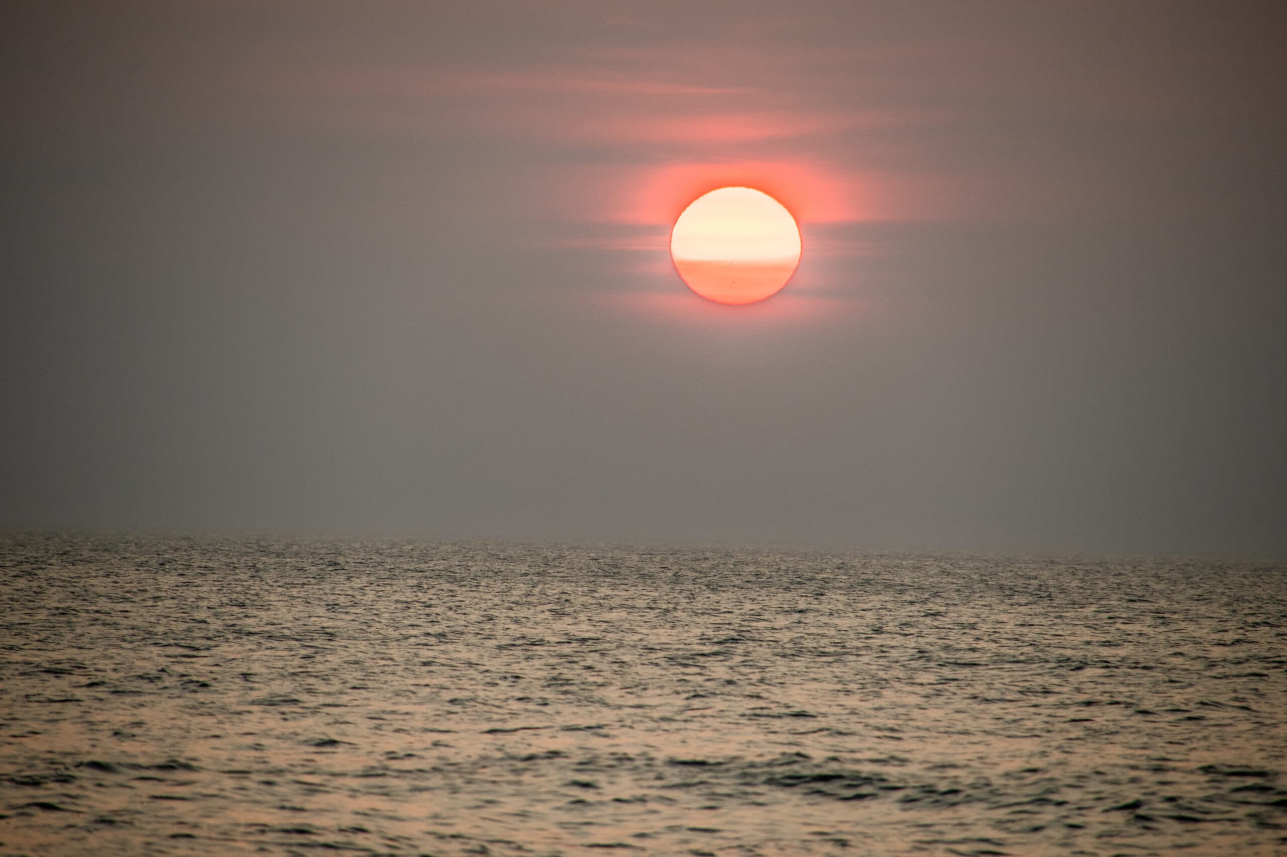 Sandpiper highlight 8