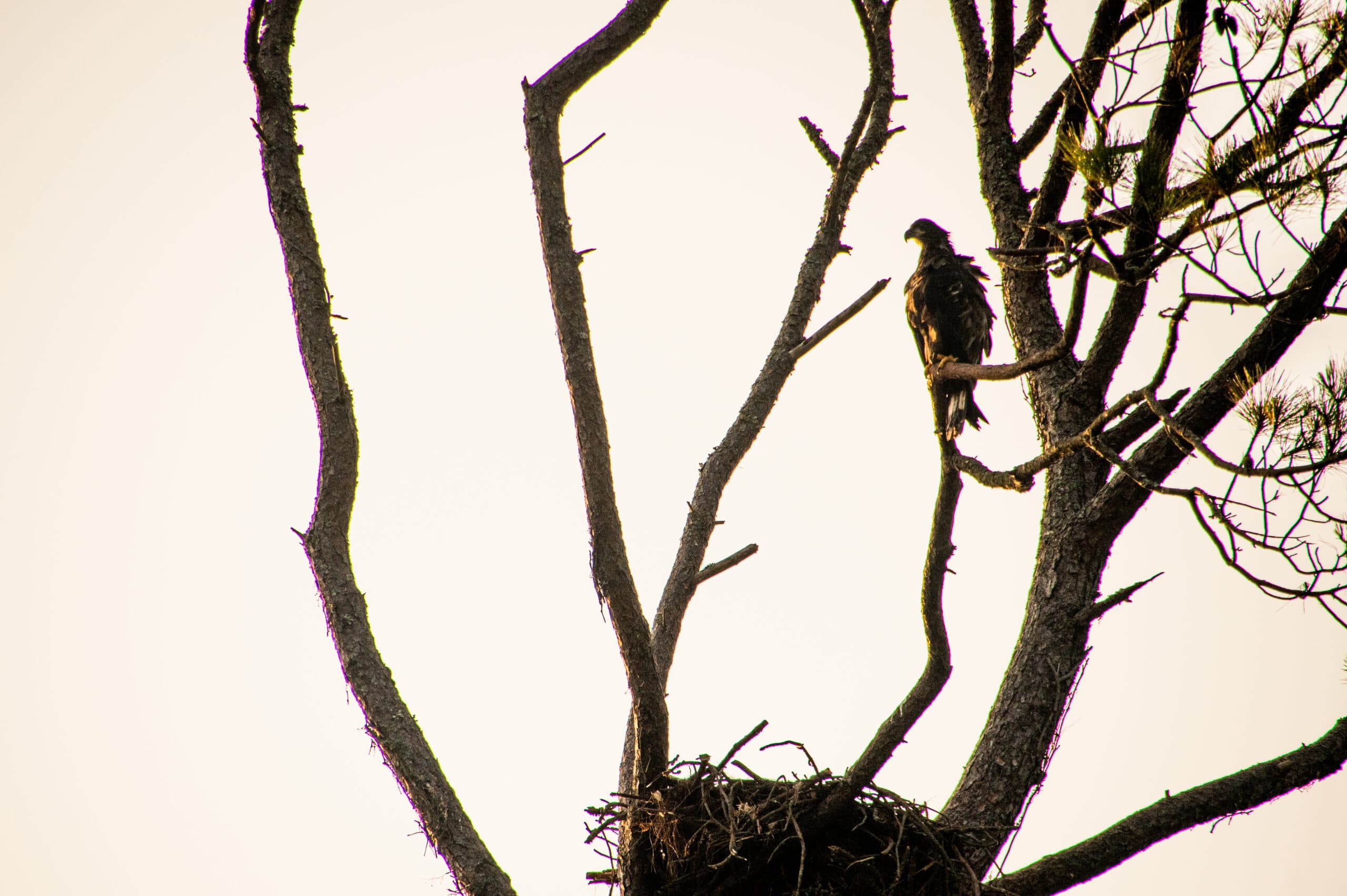 Sandpiper highlight 7